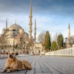 Hukum Islam Bawa Anjing Masuk Menginjak Karpet Mesjid